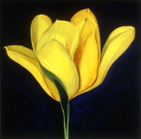 yellow tulip on black background
