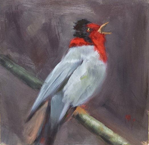 little red faced warbler