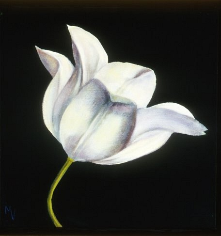 white tulip on prussian blue background