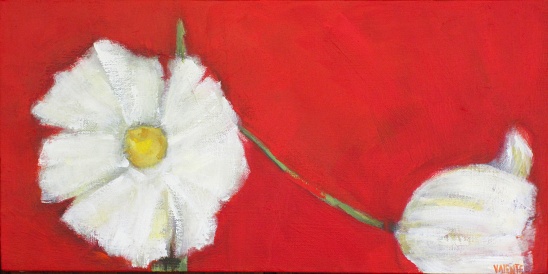 Two white poppies on red