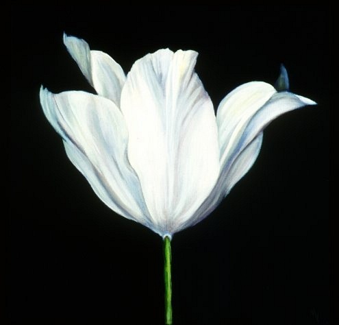 white tulip on black background